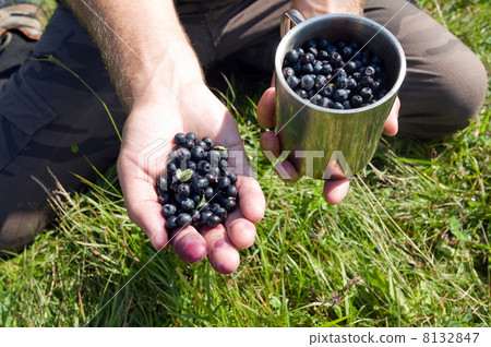 blueberry blueberry 8132847