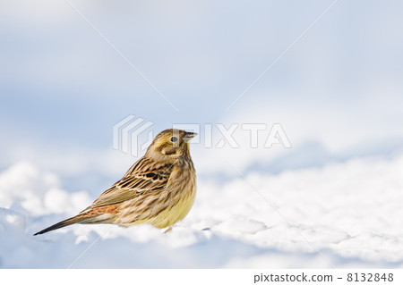 yellowhammer 8132848