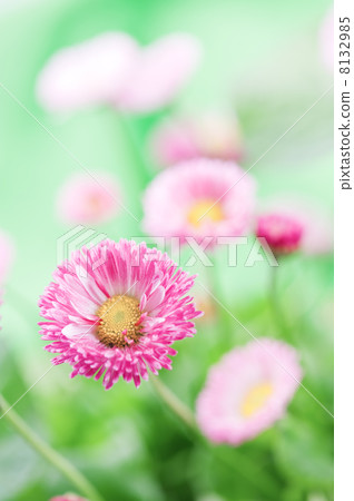 daisy 8132985