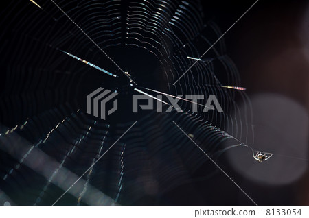 spider 8133054