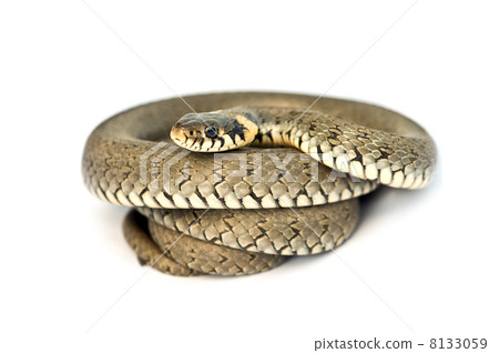 snake snake 8133059