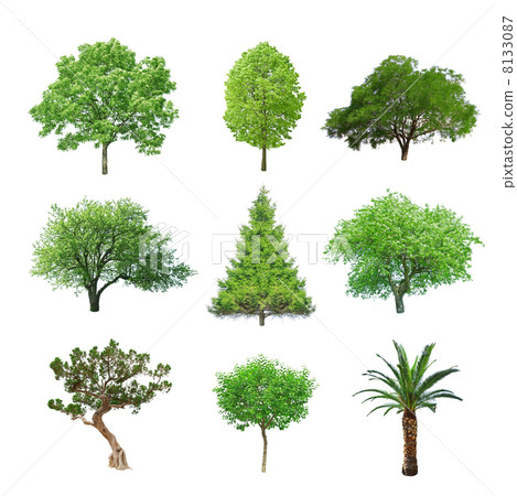 tree tree 8133087