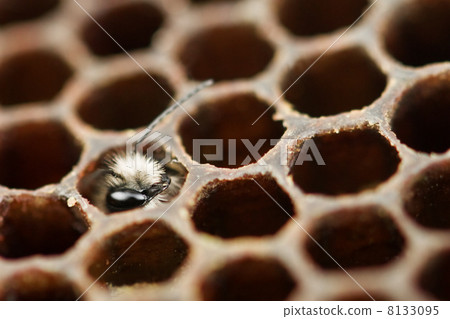 bee bee 8133095