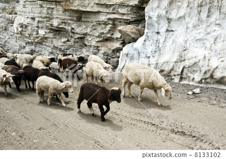 sheeps sheeps 8133102