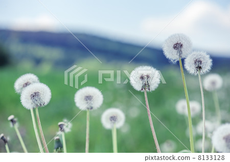 dandelion 8133128