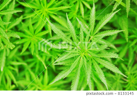 marijuana marijuana 8133145