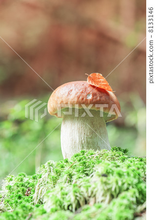 mushroom 8133146