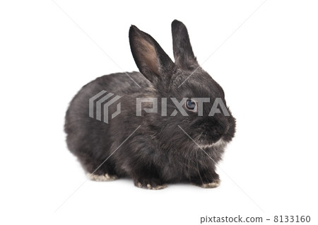 rabbit 8133160