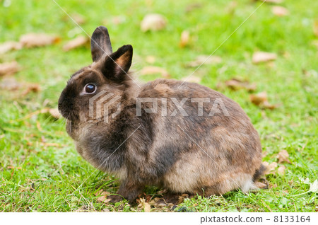 rabbit 8133164
