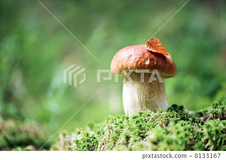 mushroom 8133167