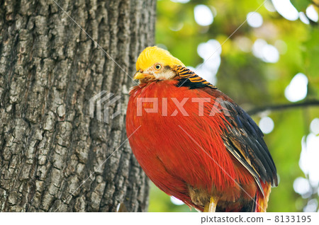 pheasant 8133195