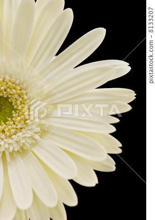 gerbera 8133207