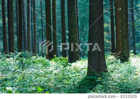 forest 8133320