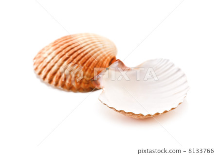 cockleshell 8133766