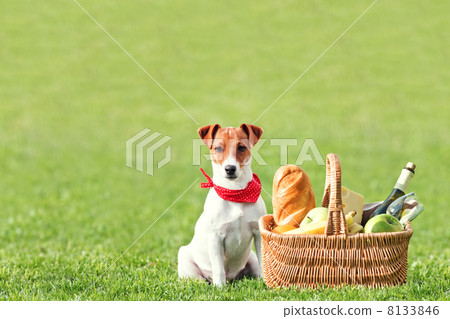picnic picnic 8133846