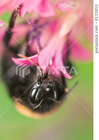 bumblebee bumblebee 8133953