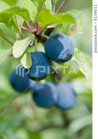 blackthorn 8134011