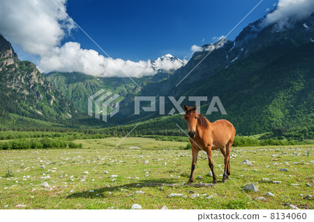 mountain 8134060