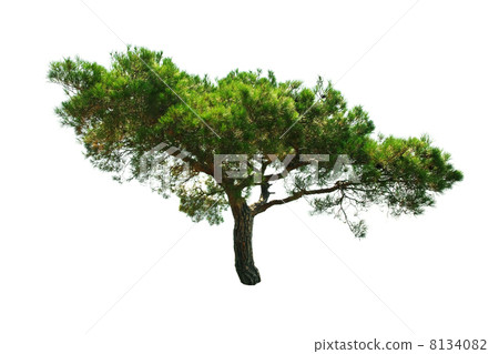 tree 8134082
