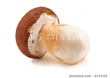 mushroom mushroom 8134104