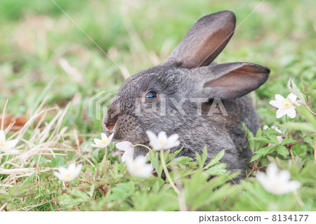 rabbit 8134177