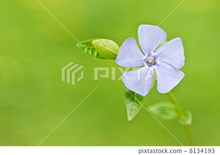 periwinkle 8134193