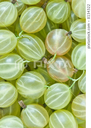 gooseberry 8134322