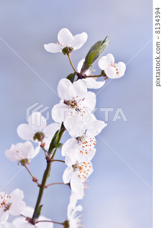 cherry cherry 8134394