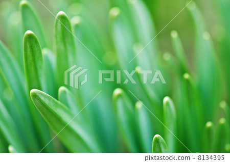 grass grass 8134395