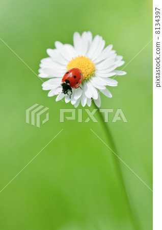 ladybug 8134397
