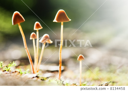 mushroom mushroom 8134458