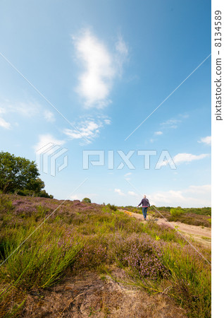 heather landscape heather landscape 8134589