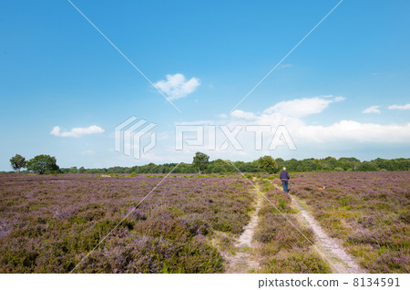 heather landscape heather landscape 8134591