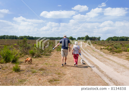 Walking the dogs Walking the dogs 8134838