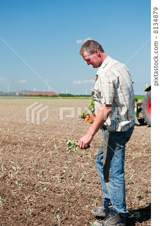 Farmer with vegetables at the country 8134879