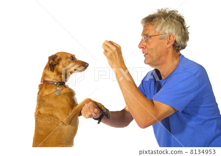 Training the dog 8134953