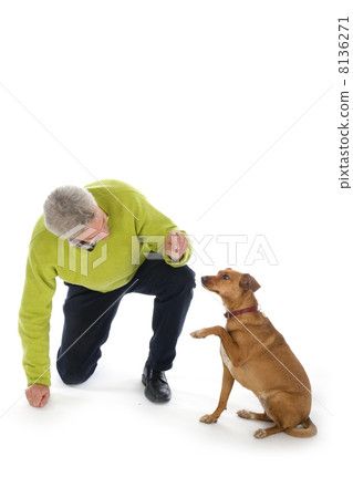 Training the dog 8136271