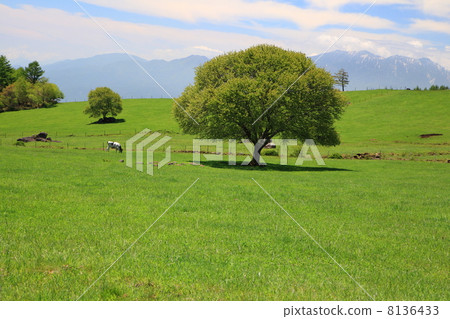 Prairie trees 8136433