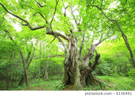Akagiyama的栗子原始森林 8136491