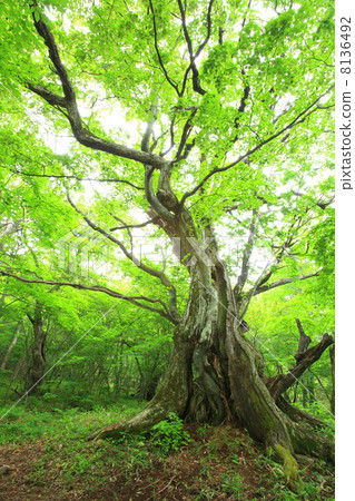 Akagiyama的栗子原始森林 8136492