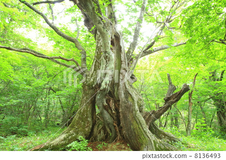 Akagiyama的栗子原始森林 Akagiyama的栗子原始森林 8136493