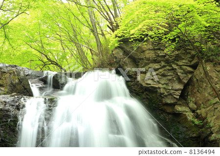 Fresh green Asama Otaki 8136494