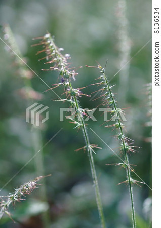 My name is Shizukado Sajimisa. I will sticky. My name is Shizukado Sajimisa. I will sticky. 8136534