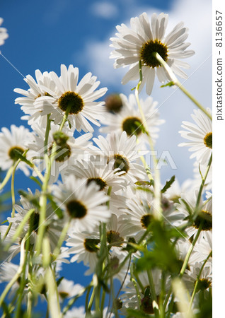 White daisies White daisies 8136657