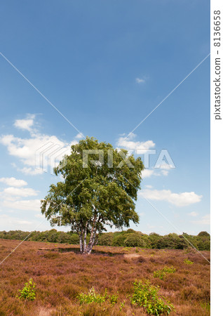 Tree in Heather landscape Tree in Heather landscape 8136658