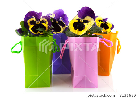 Colorful Violins Colorful Violins 8136659