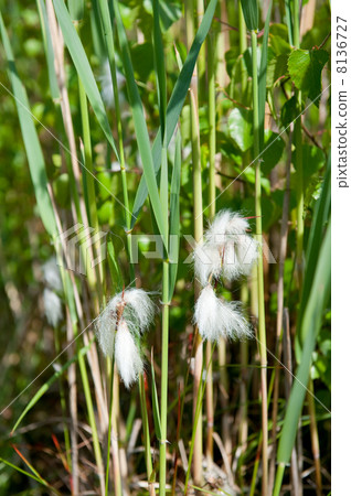 Common cottongrass 8136727