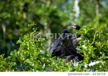 Young Cormorants 8136728