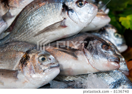 Fish in the shop 8136740