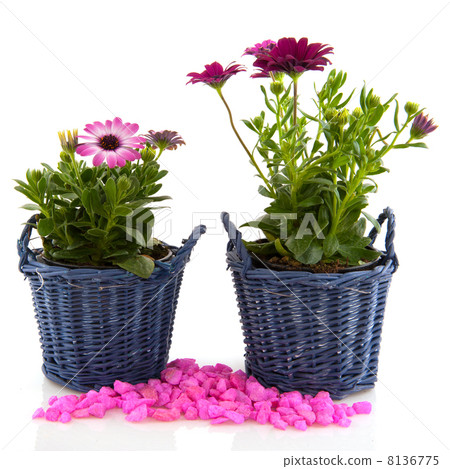 Garden flowers 8136775